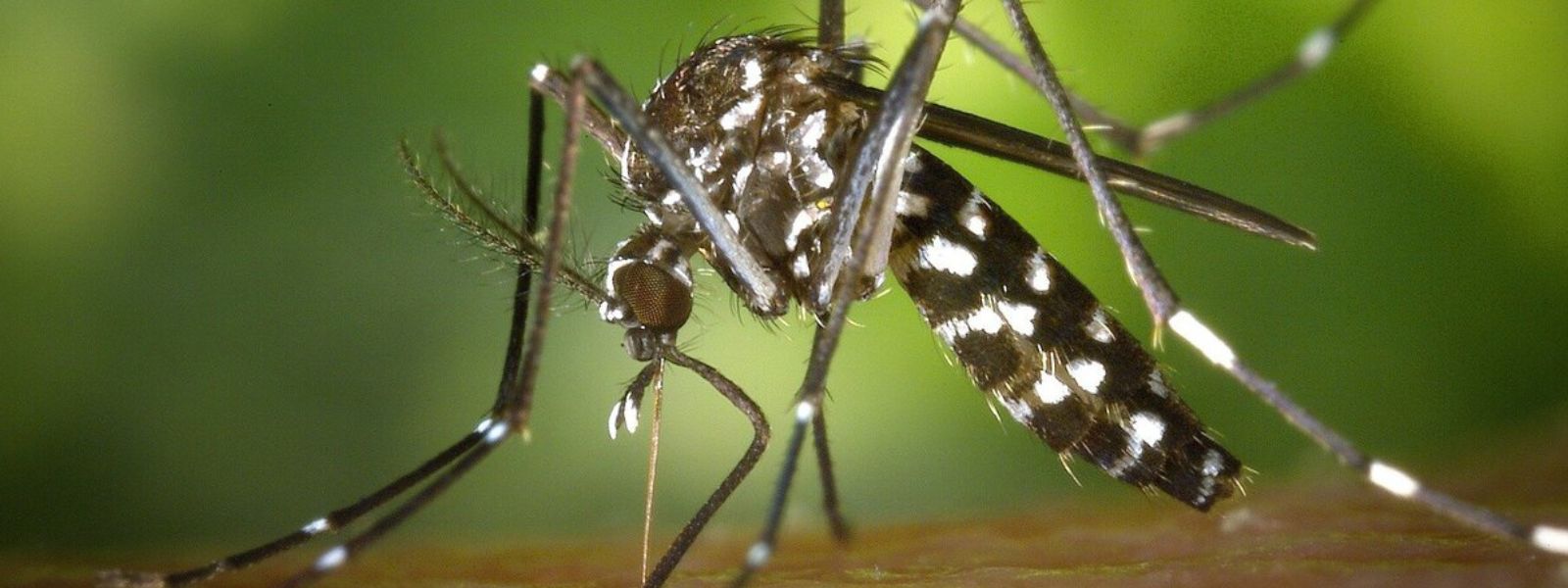 Mosquito Larvae Density Shows Decline, says NDCU