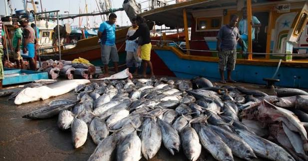 Why is Sri Lanka’s Fish Catch Declining? NARA asked to investigate